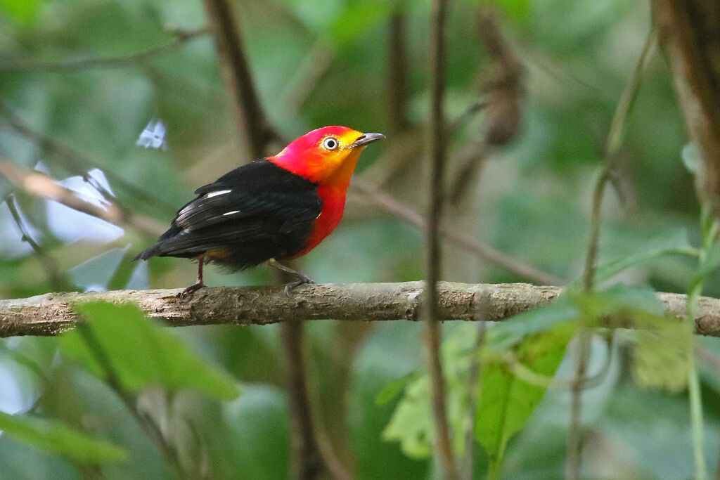 Manakin auréole mâle adulte nuptial