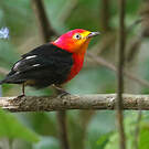 Manakin auréole