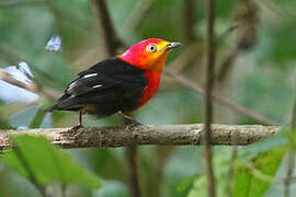 Crimson-hooded Manakin