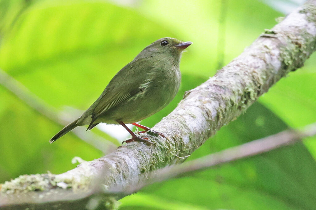 Manakin aux ailes d'or femelle