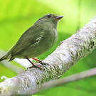 Manakin aux ailes d'or