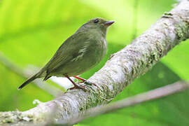 Manakin aux ailes d'or