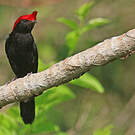 Manakin casqué