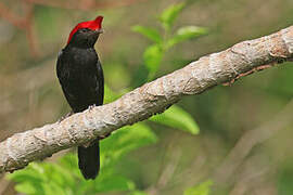 Helmeted Manakin