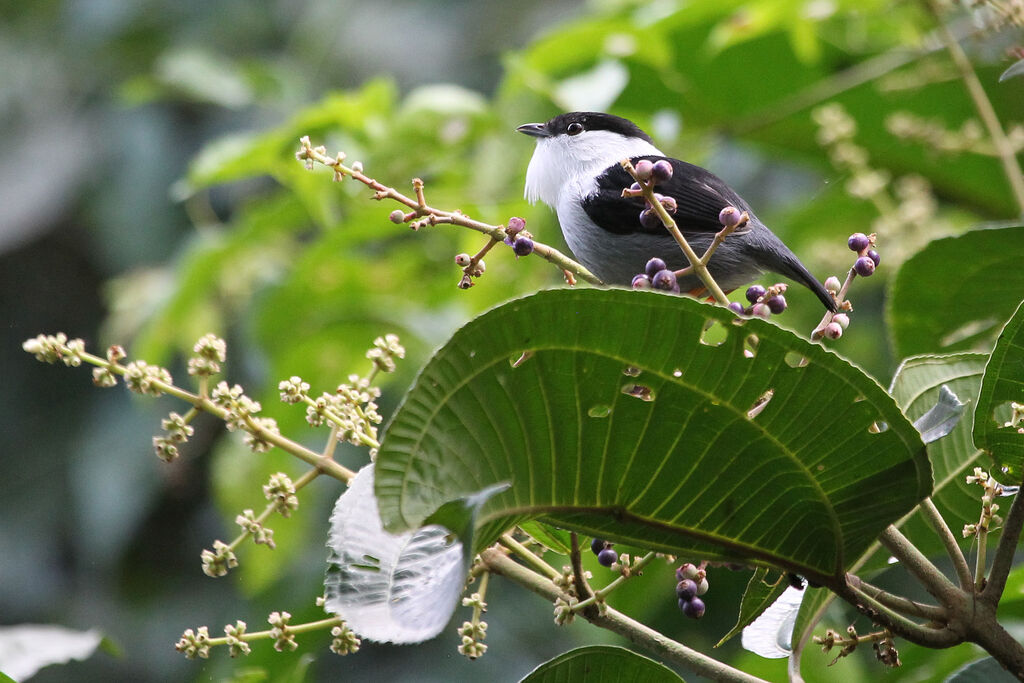 White-bearded Manakin male adult breeding