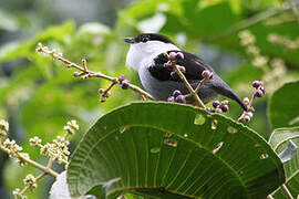 White-bearded Manakin