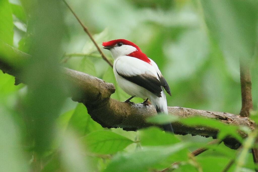 Araripe Manakin male adult breeding