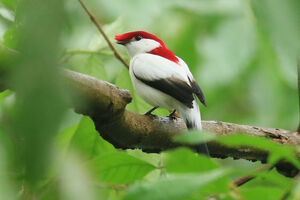 Manakin d'Araripe