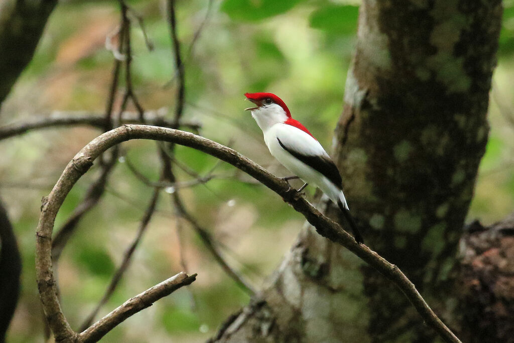 Manakin d'Araripe mâle adulte nuptial, chant