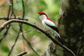 Araripe Manakin