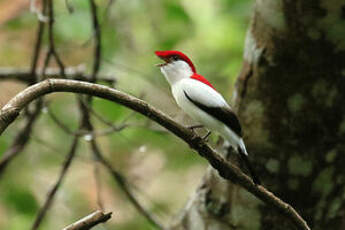 Manakin d'Araripe