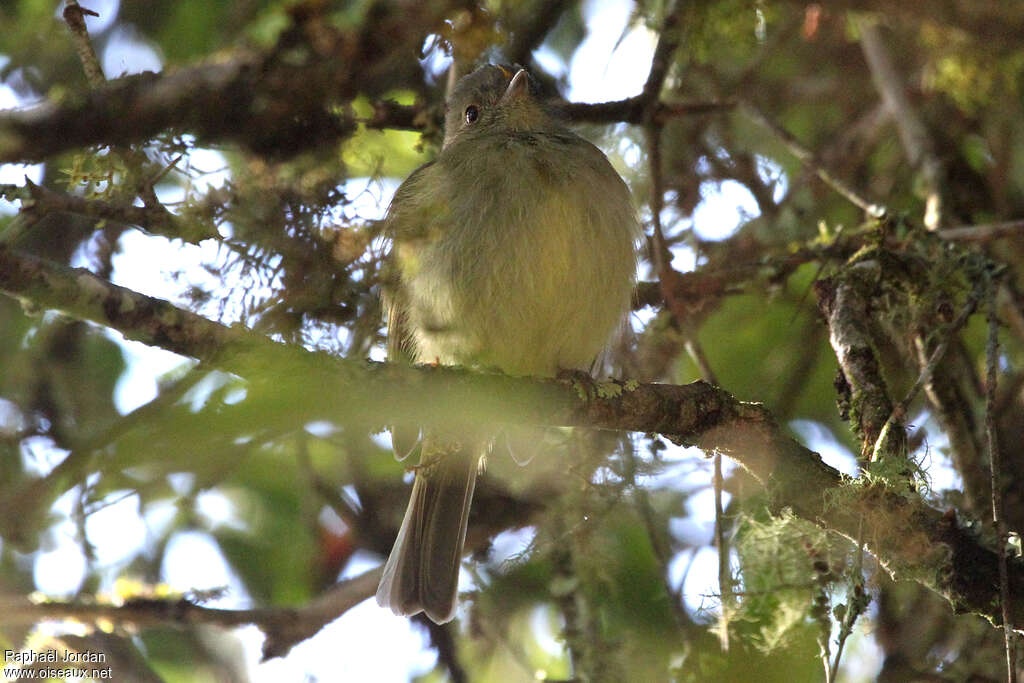 Serra do Mar Tyrant-Manakinadult, identification