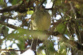 Manakin de la Serra do Mar