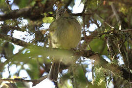 Serra do Mar Tyrant-Manakin