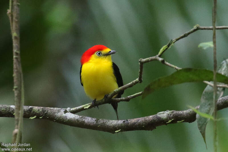 Wire-tailed Manakin male adult breeding, close-up portrait