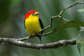 Wire-tailed Manakin