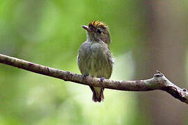 Tiny Tyrant-Manakin