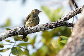 Black Manakin