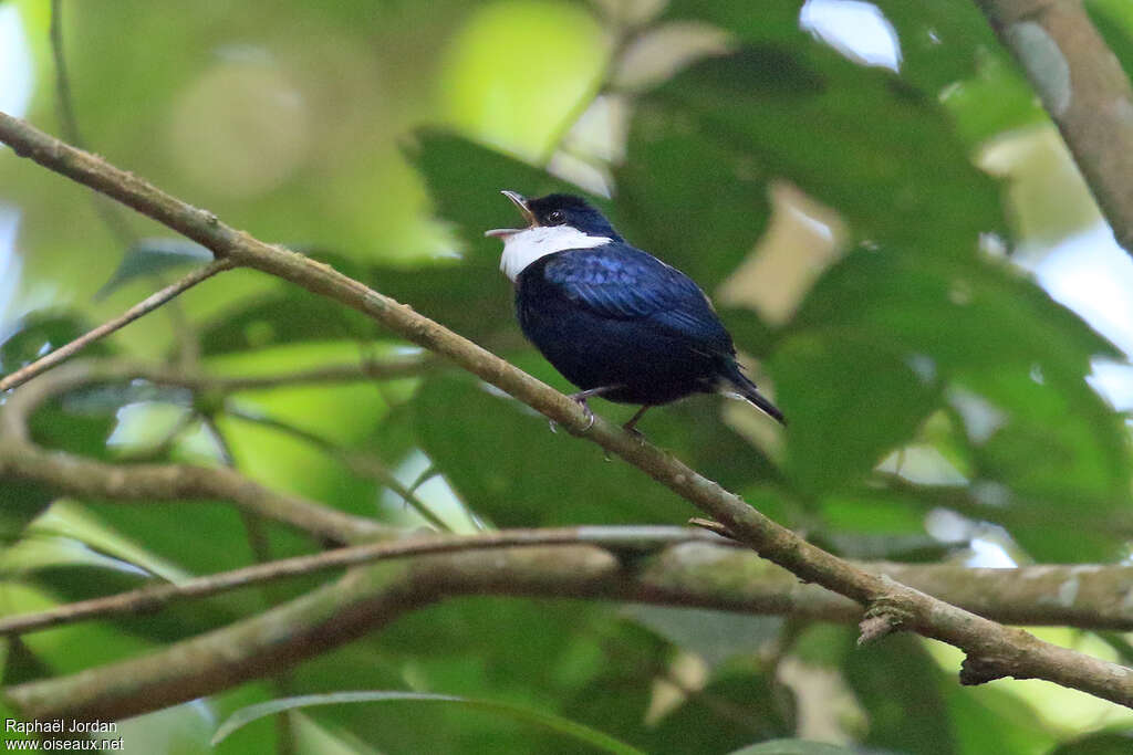 Manakin orné mâle adulte, identification, chant