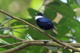 White-bibbed Manakin