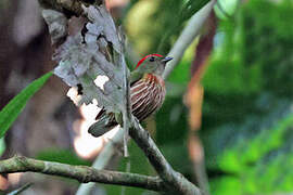 Manakin strié