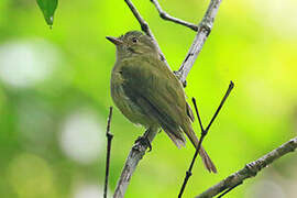 Wied's Tyrant-Manakin