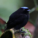 Manakin velouté