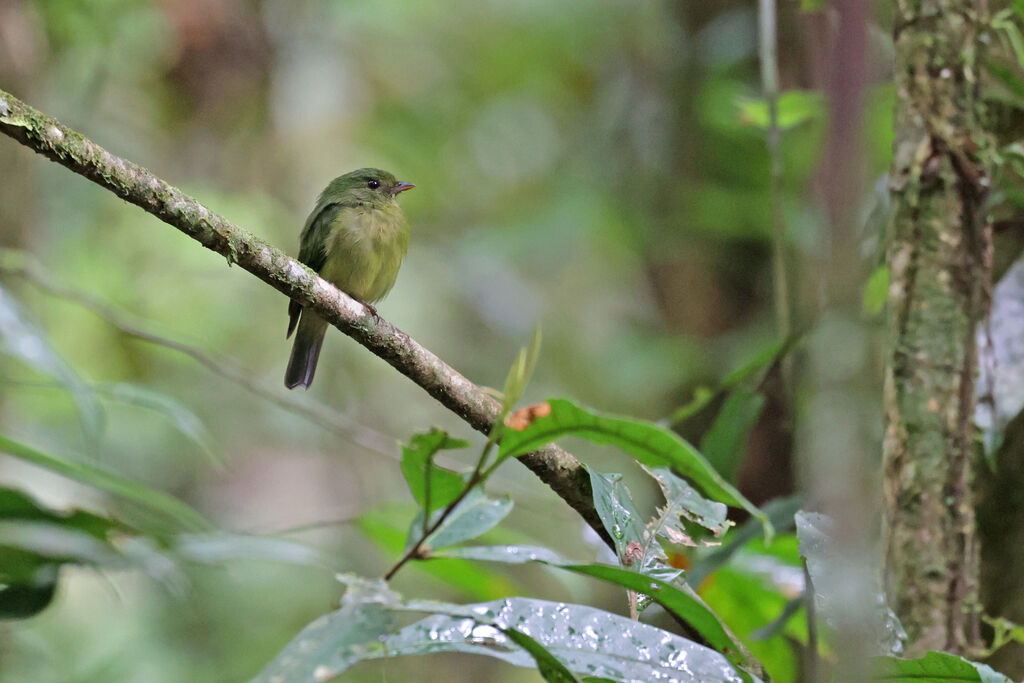 Manakin vertadulte