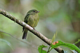 Green Manakin