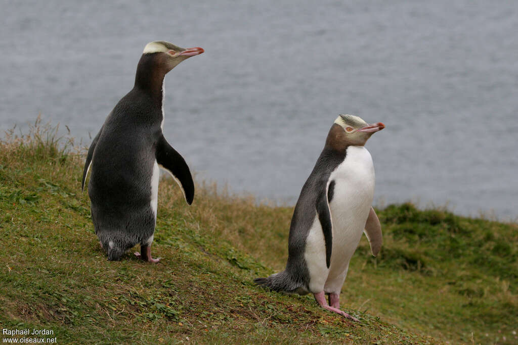 Manchot antipodeadulte, habitat, pigmentation, Comportement