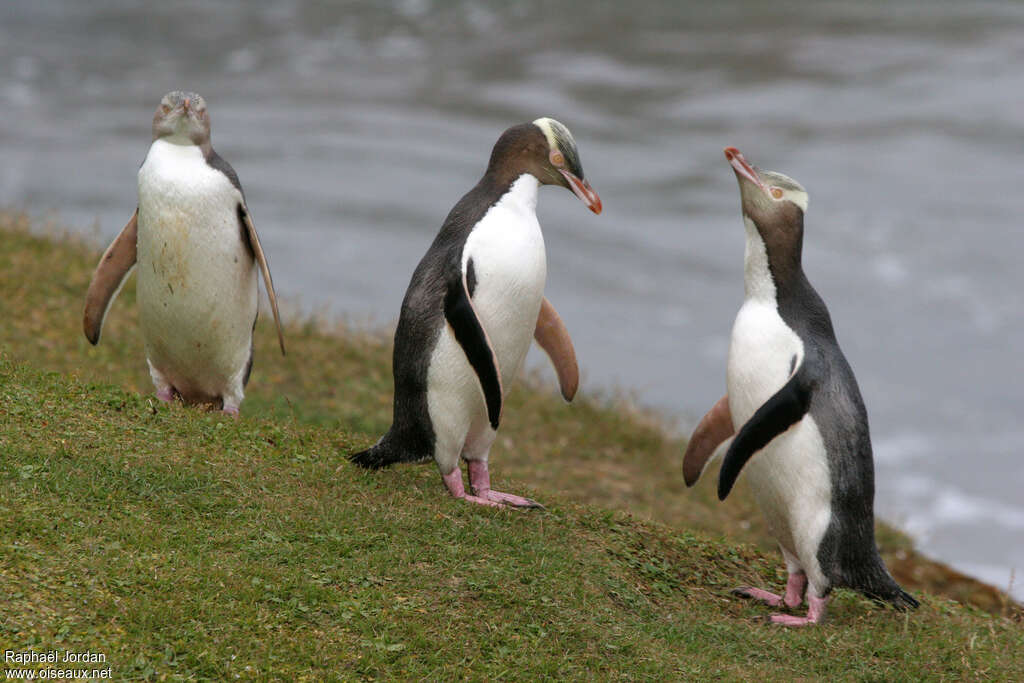 Yellow-eyed Penguinadult, courting display