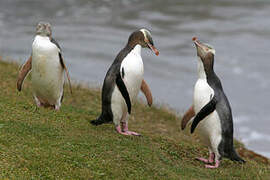 Yellow-eyed Penguin