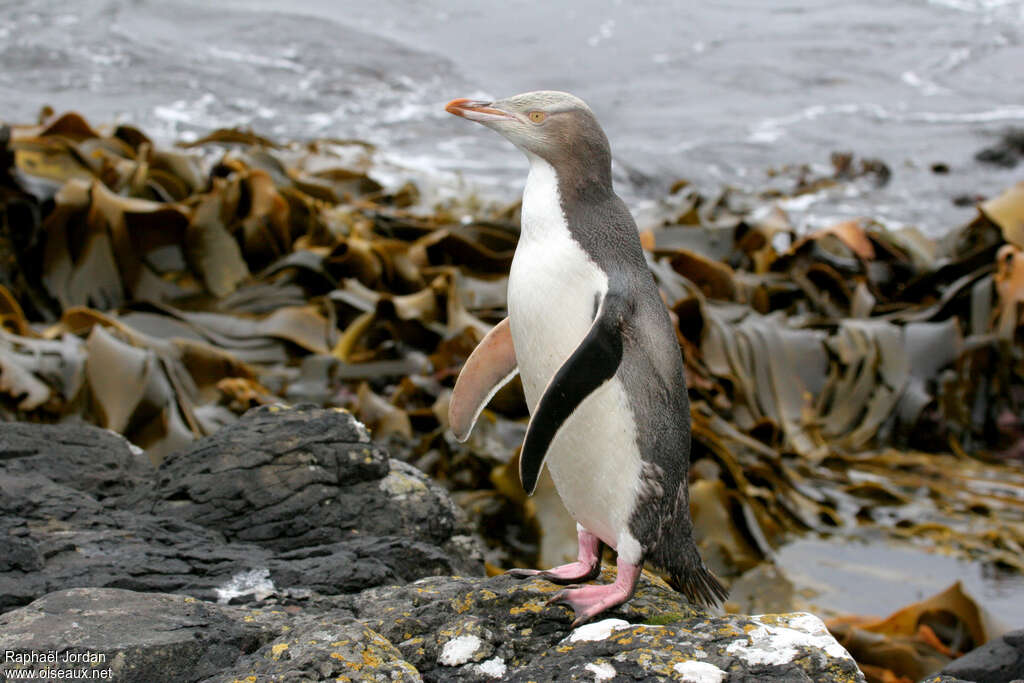 Yellow-eyed Penguinadult, identification