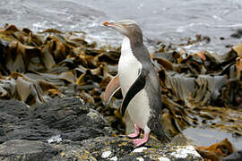 Yellow-eyed Penguin