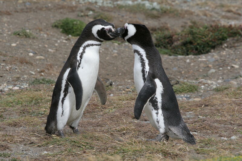 Magellanic Penguinadult breeding, courting display