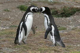 Magellanic Penguin