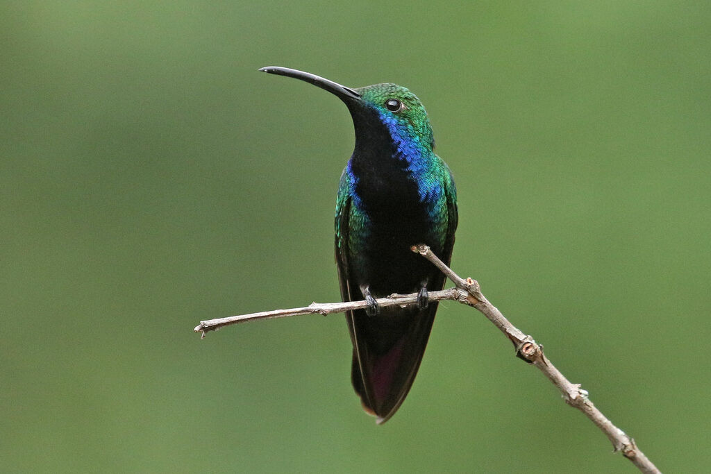 Black-throated Mango male adult