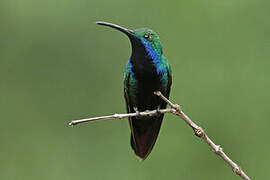 Black-throated Mango