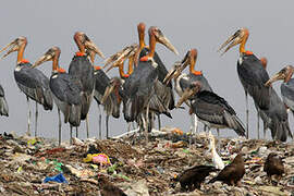 Greater Adjutant