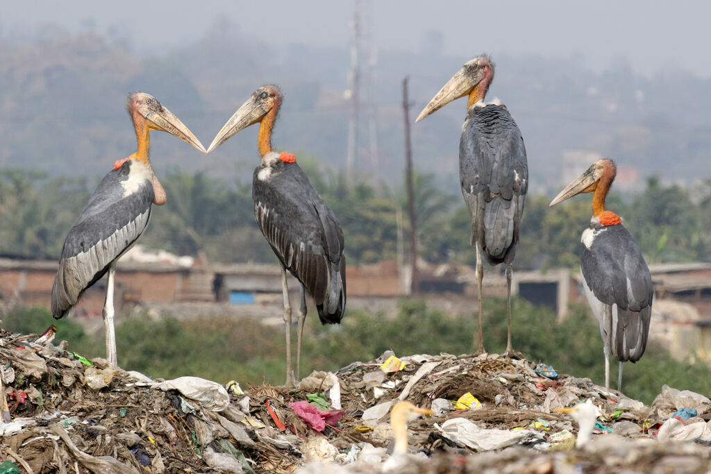 Greater Adjutant