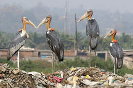 Greater Adjutant