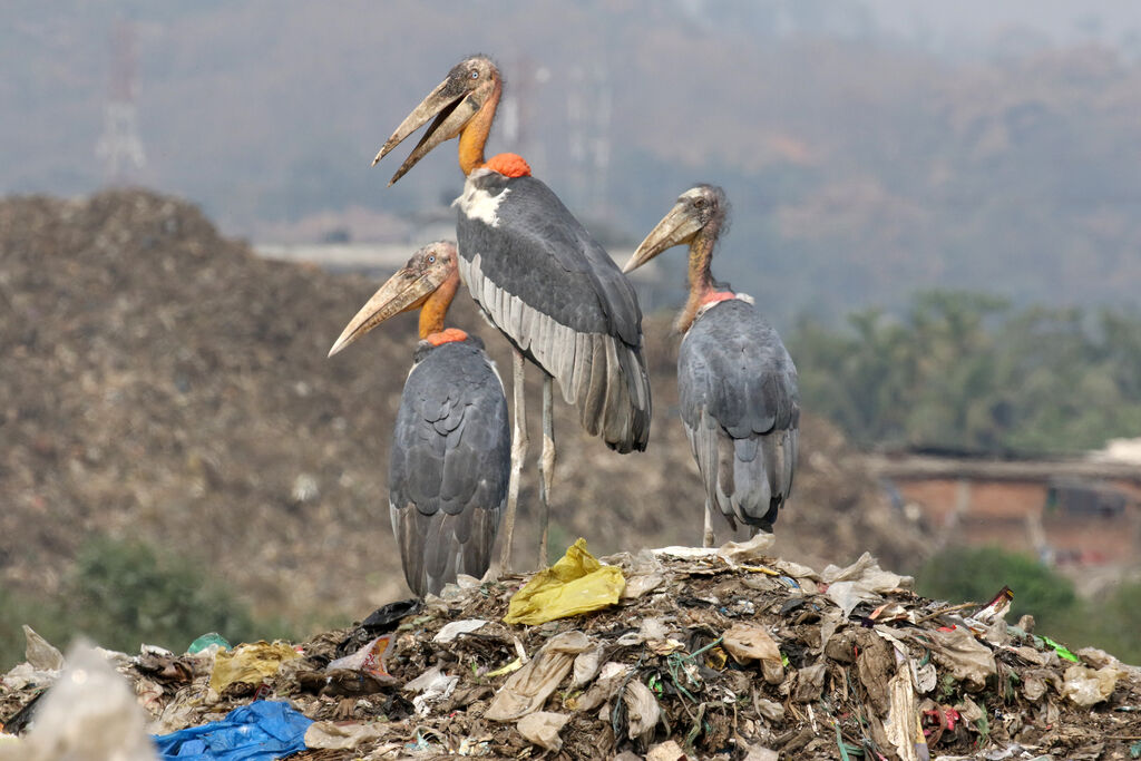 Greater Adjutant