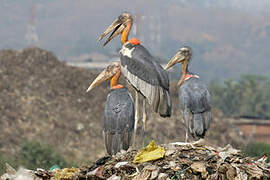 Greater Adjutant