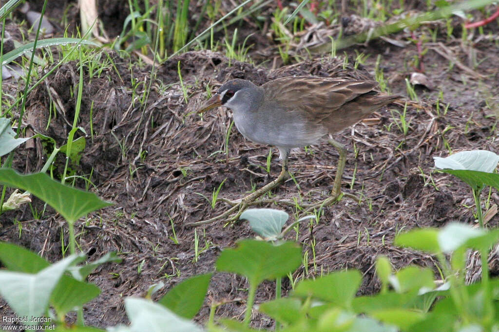 White-browed Crakeadult, identification