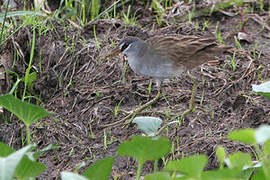 White-browed Crake