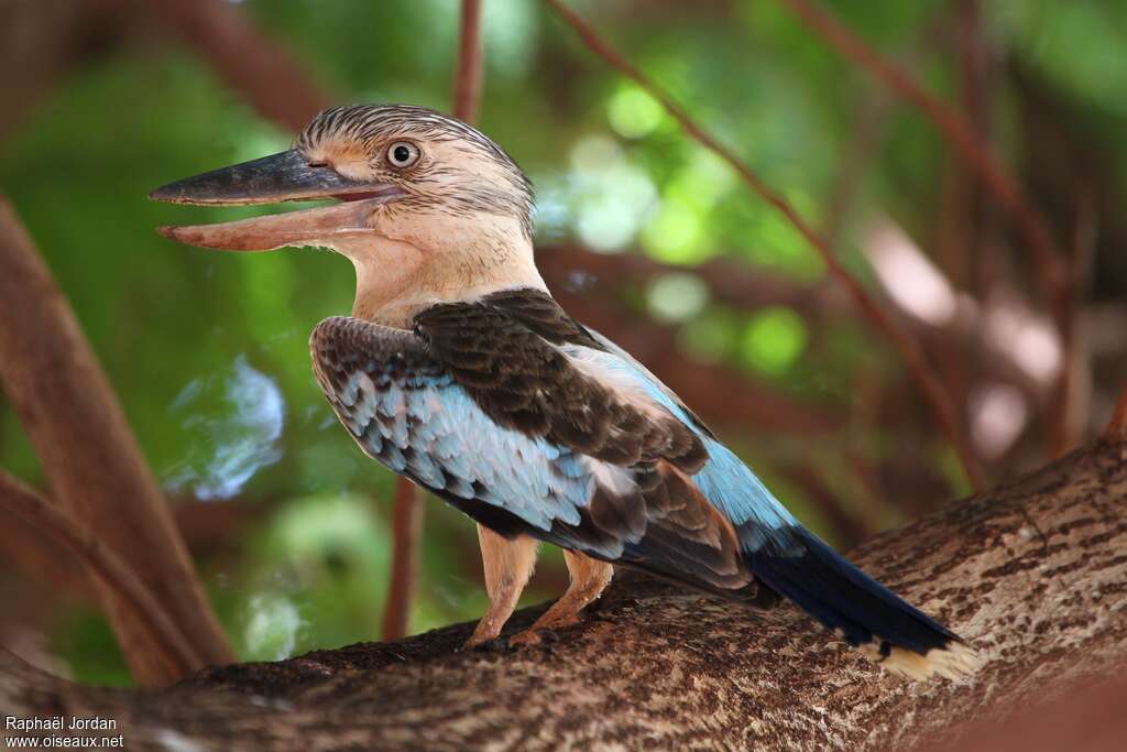 Martin-chasseur à ailes bleues