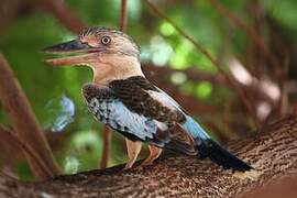 Martin-chasseur à ailes bleues