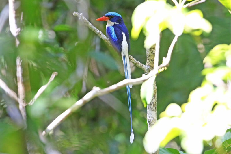 Common Paradise Kingfisher male adult