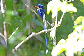 Common Paradise Kingfisher