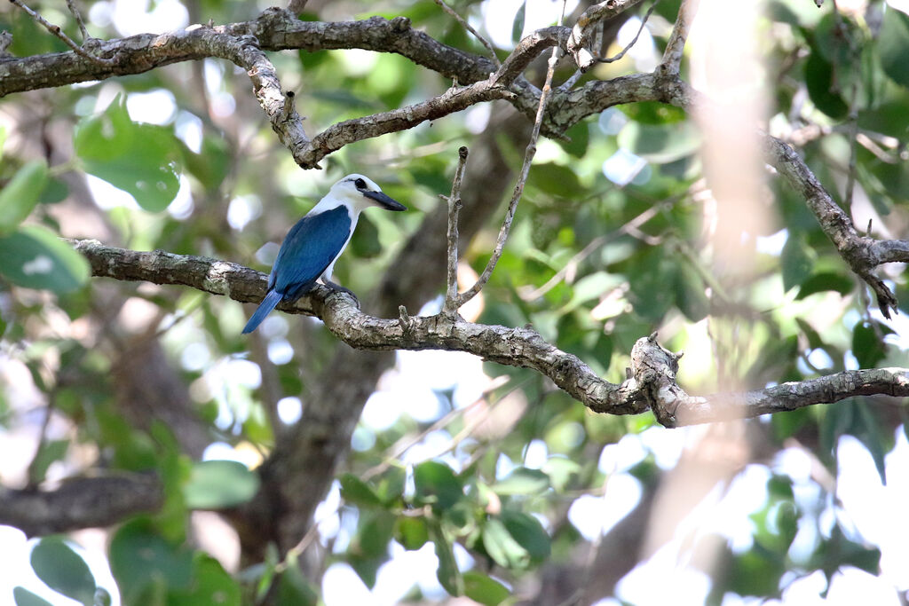 Beach Kingfisher, identification, habitat